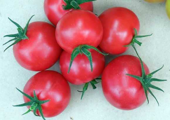 das Aussehen einer verliok Tomate