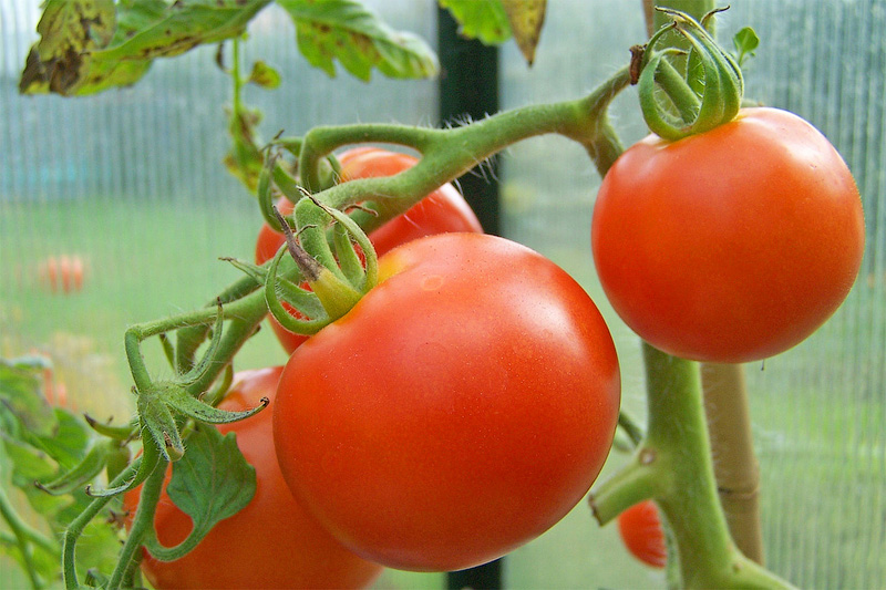 raudoni pomidorai šiltnamyje