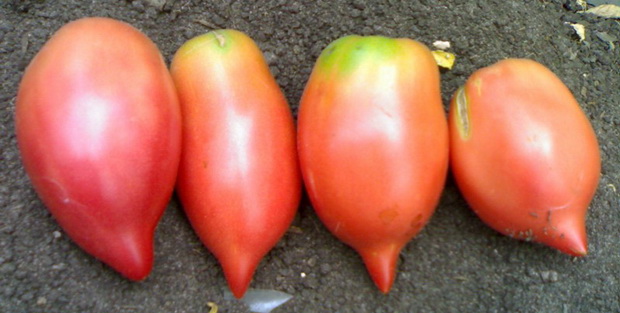 pomidorų auginimo jaučių ausys