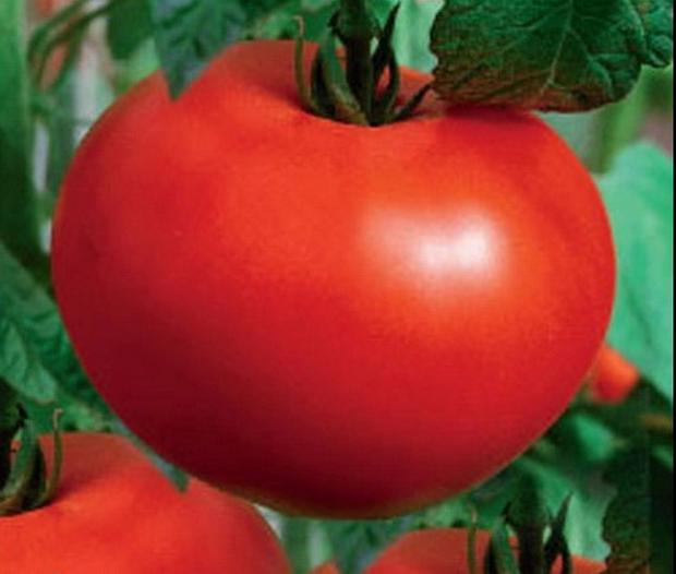 Balti pomidorai