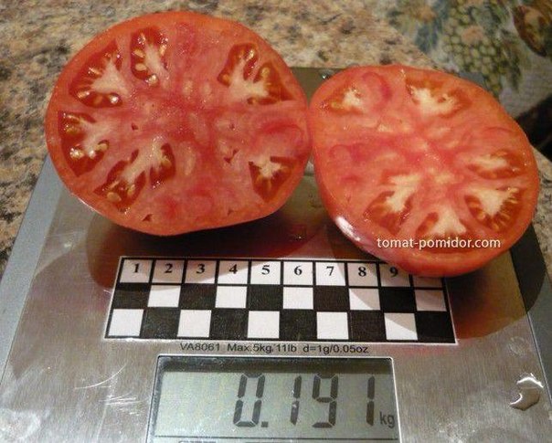 Przekrój pomidora Alsou