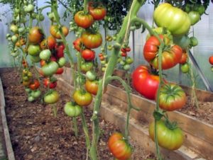 Characteristics and description of the wild rose tomato variety, its yield