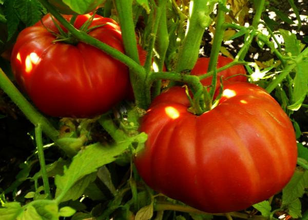tomaten Wonder van de markt