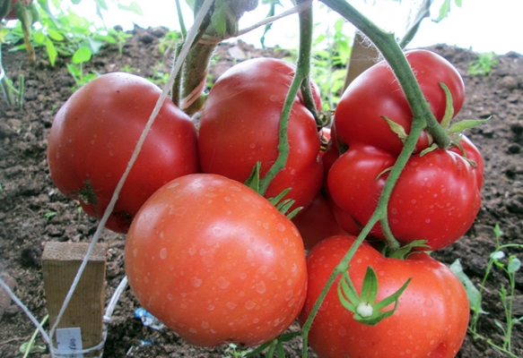 utseendet på en tomatmormors korg