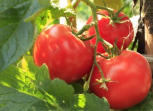 Pomidorų veislės jautiena jautiena, jos derlius ir apibūdinimas