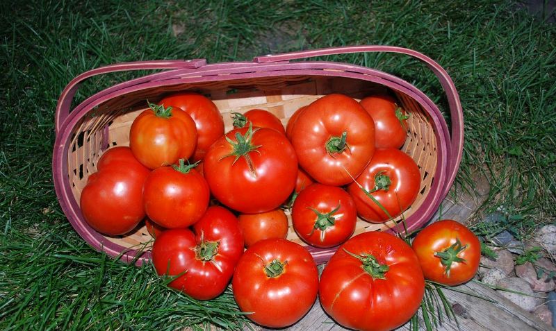 Tomaten in einem Korb