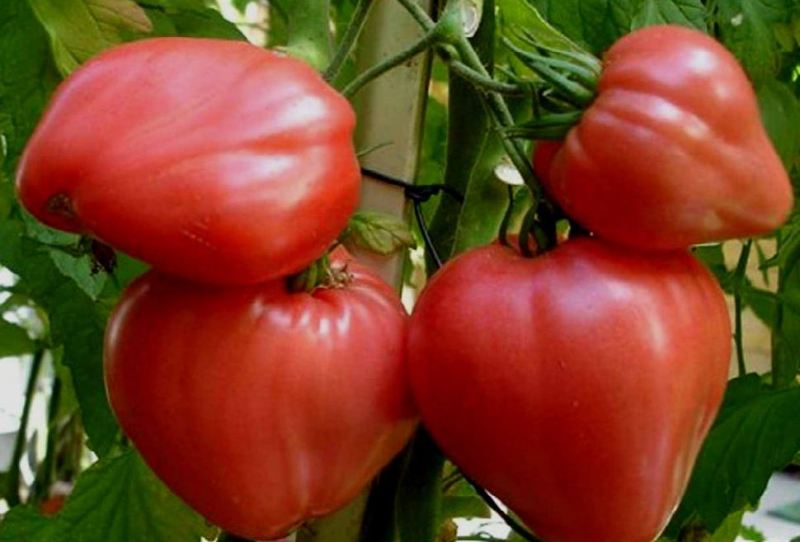 zber paradajok
