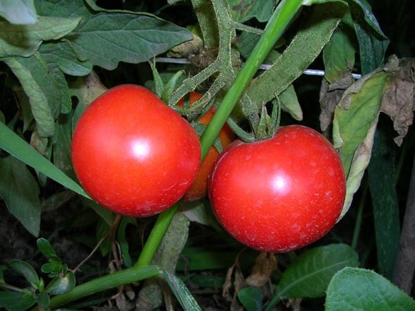 tomates Afrodita en una rama