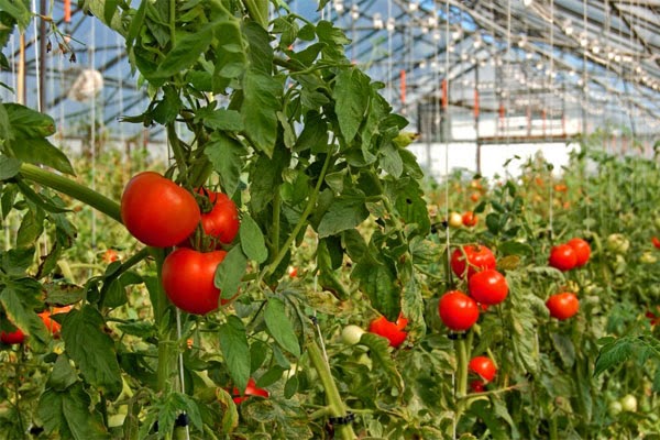 raudoni pomidorai šiltnamyje