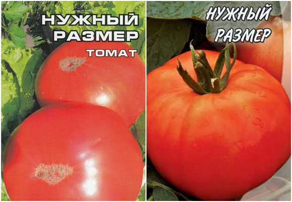 tomatfrø i den rigtige størrelse