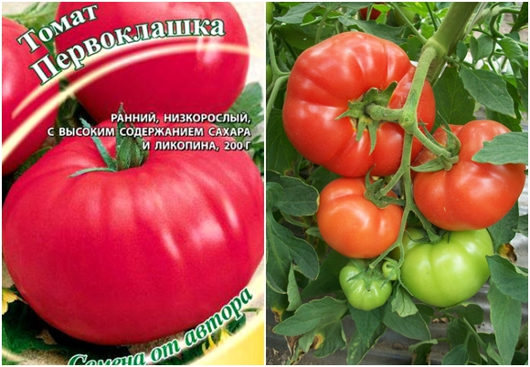 semillas de tomate Pervoklashka