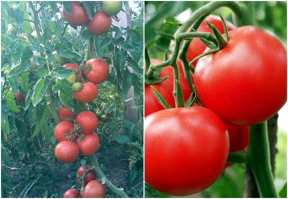 tomaten Polbig F1 in het open veld