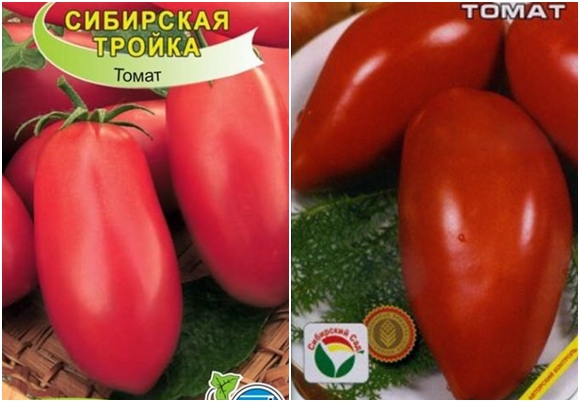 pomidorų sėklos Sibiro troika