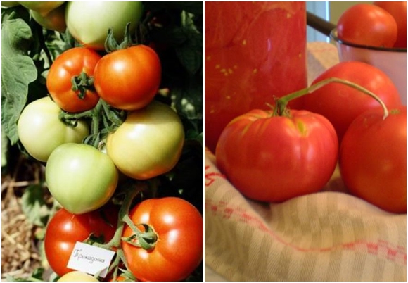 paradajka prima donna v záhrade