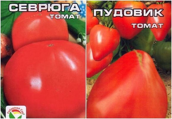 tomato seeds sevruga or pudovik