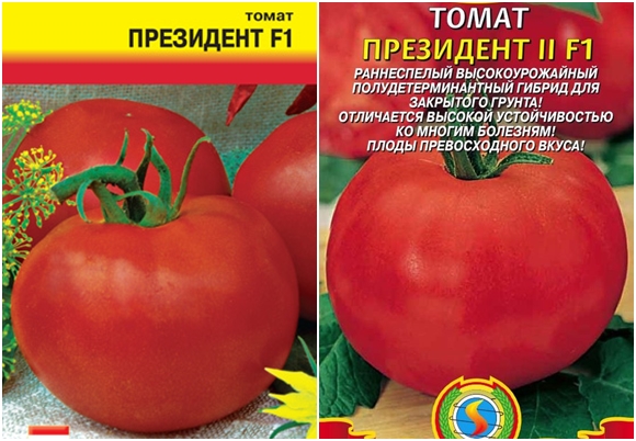 pomidorų sėklų prezidentas