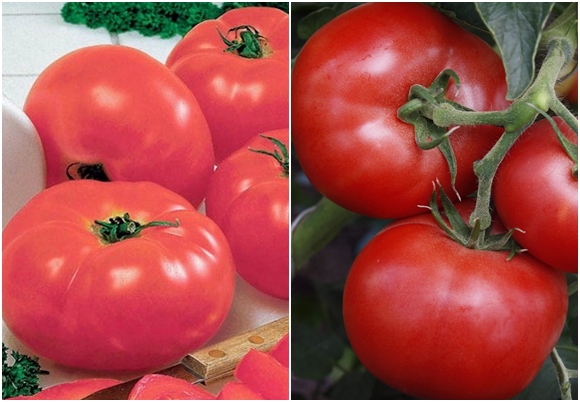 utseendet på en tomat docka f1