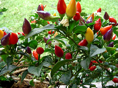 decorative pepper