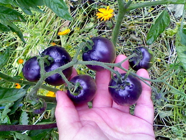 Tomaten blauer Haufen auf freiem Feld