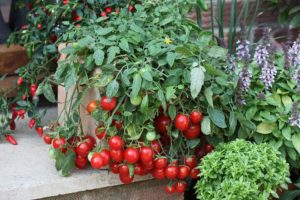 Características del cultivo de tomates cherry en el alféizar de la ventana en casa.