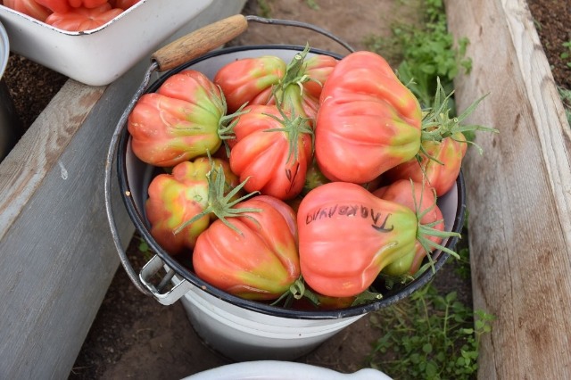 cosecha de tomate Tlacolula de Matamoros
