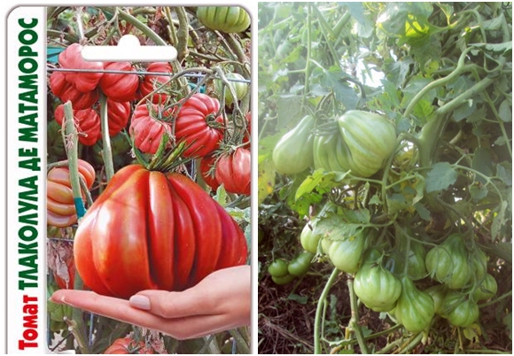 nasiona pomidorów Tlacolula de Matamoros
