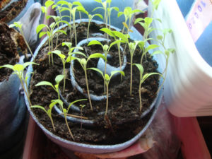 Hogyan ültethetünk és termeszthetünk paradicsomot egy csiga palántákhoz