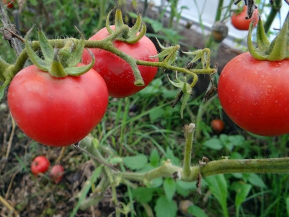 ulkona akaatti tomaattia