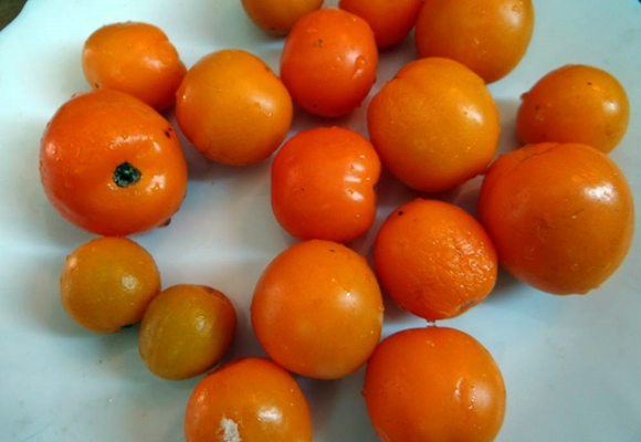 appearance of mandarin tomato