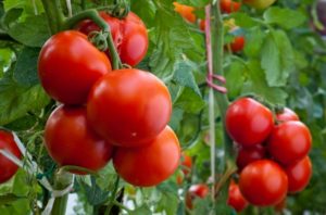 Kokias vaisines pomidorų veisles geriausia sodinti Leningrado srityje