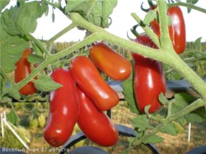 Egenskaper och beskrivning av tomatsorten Gladlynt gnom, dess utbyte