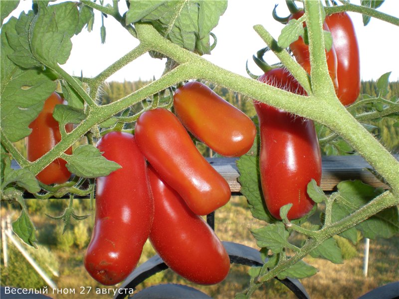 paradajkový vtipný škriatok v otvorenom poli