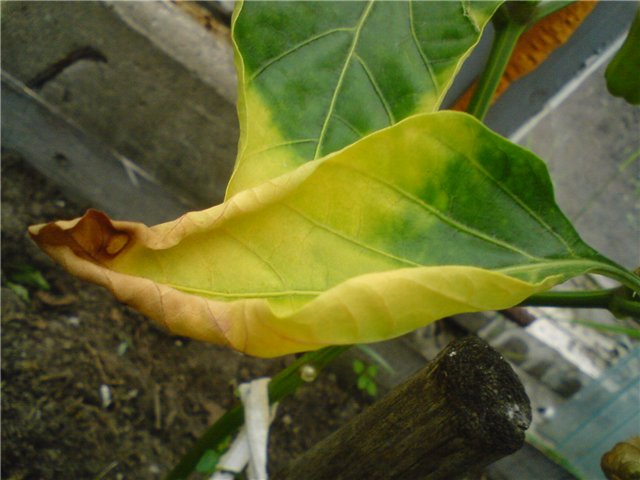 geel peperblad