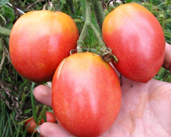 pomidorai ant šakos