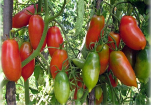 Description and characteristics of the tomato variety French bunch, its yield