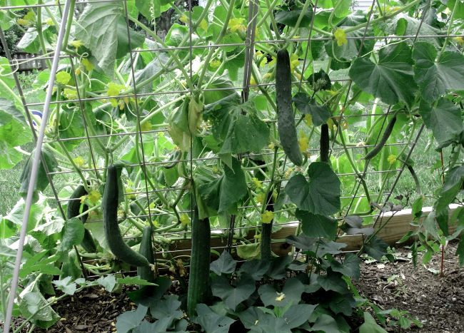 horisontell bindning av gurkor i växthuset
