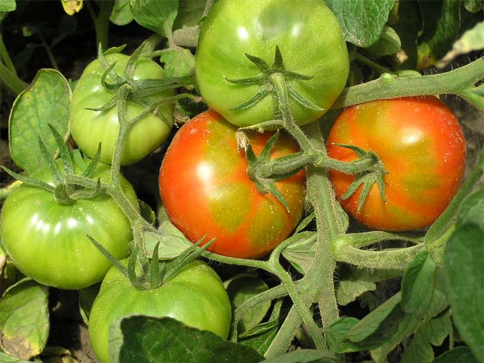 arbustos de tomate rica choza
