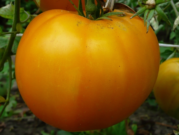 tomaat oranje reus