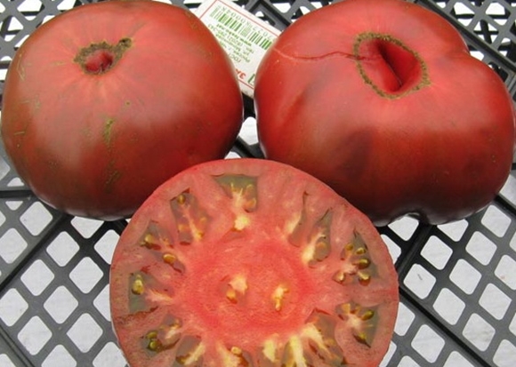 vzhľad pýchy paradajok