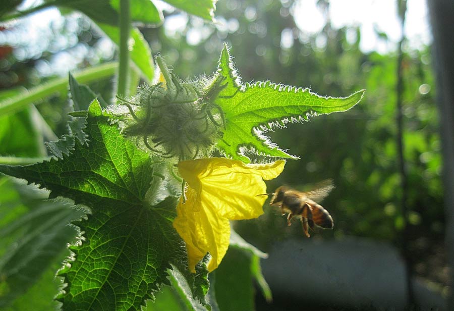 včely a uhorky