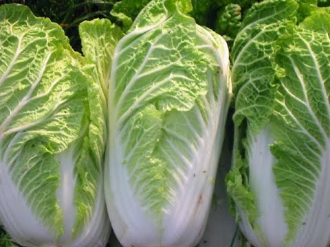 Chinese cabbage swings