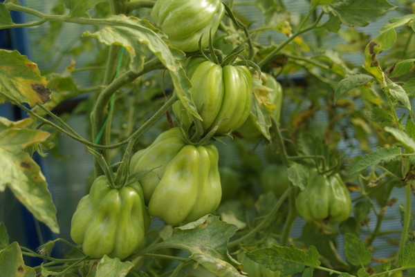 tomato bushes Tlacolula de Matamoros