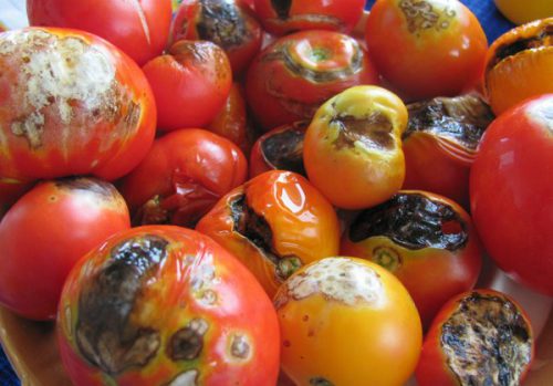 neskorá pleseň na paradajkách