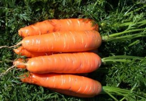 Morkos morkos veislės Charakteristikos ir aprašymas, nokinimo laikas ir auginimas