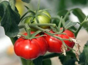 Características y descripción de la variedad de tomate Milagro del mercado, su rendimiento