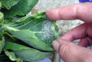 Hur man hanterar bladlöss på kål med folkliga metoder än att bearbeta hemma