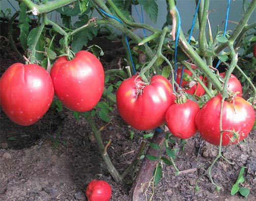 Tomates Cardinal en invernadero