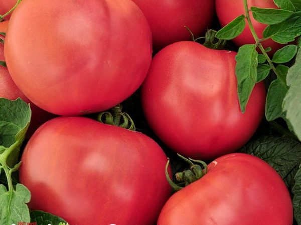 rey del mercado de tomate