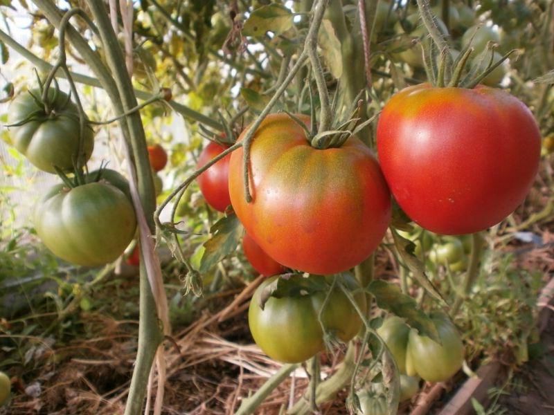 10 graines de tomate rare Cosmonaute Volkov heirloom tomato seeds méth.bio