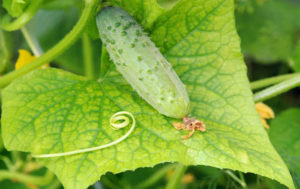 Hvorfor blade af agurker kan blive gule, og hvordan man behandler dem, hvordan man behandler dem